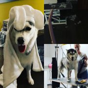 DOG'S BEAUTY AND WELLNESS - salón pre psov v Bratislave