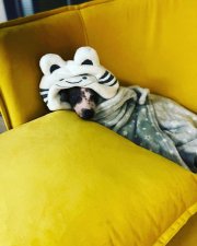 Ozonoterapiu si u nás vychutnajú a užijú aj miláčikovia bez srsti