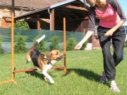 V hoteli sa psíky veru nenudia