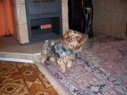 ubytovanie spoločenské psy 2