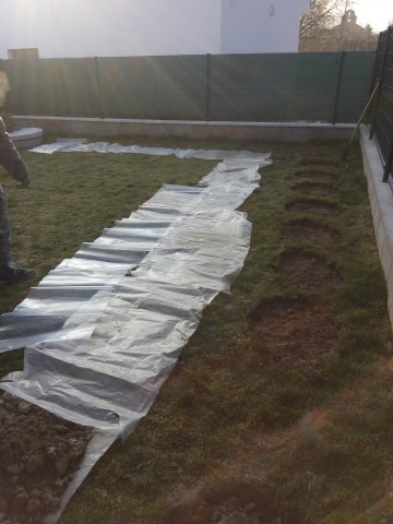 Výsadba živého plotu z 37 tují