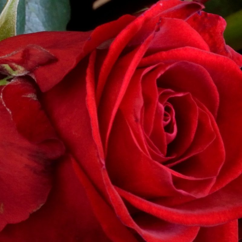 Kvety a Kytice - recenzie, referencie, skúsenosti