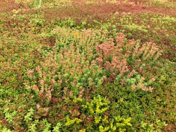 Zelená strecha - SkyGardens - recenzie, referencie, skúsenosti