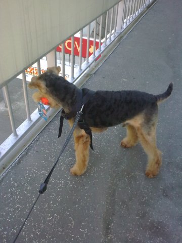 zdravotná starostlivosť o psíka