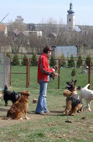 Náš psík mal skvelý tábor