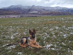 BORDY s.r.o. - recenzie, referencie, skúsenosti