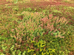 Zelená strecha - SkyGardens - recenzie, referencie, skúsenosti