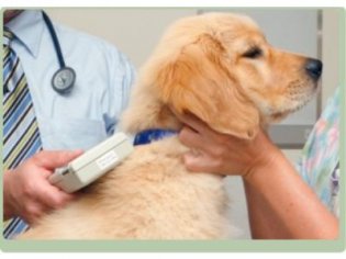 veterinarna-ambulancia-apavet - recenzie, referencie, skúsenosti